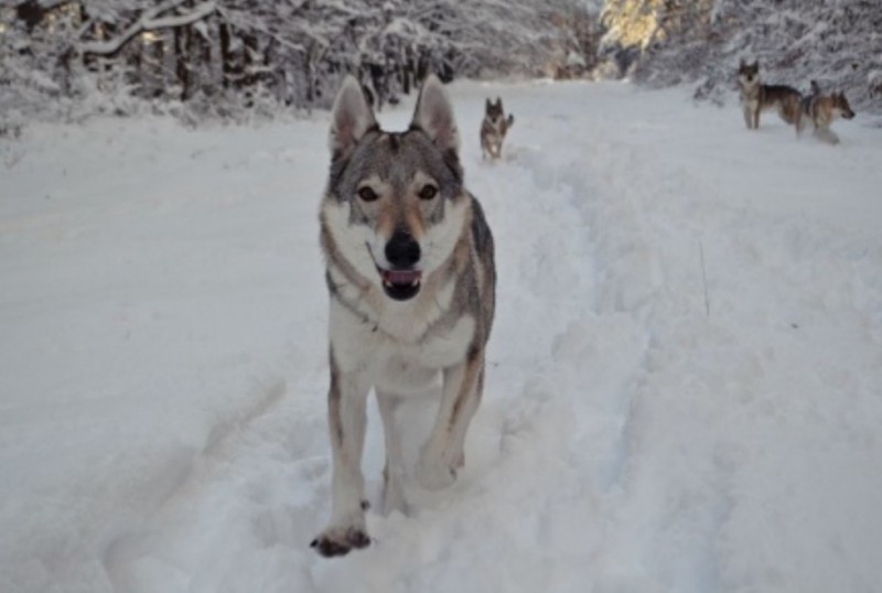 Dog Photo