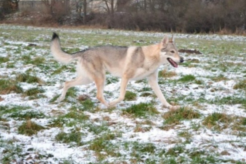 Dog Photo