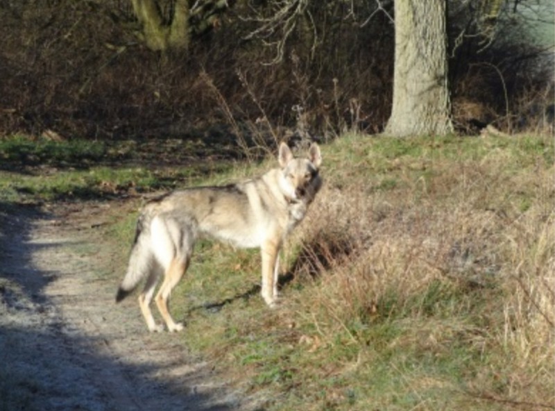 Dog Photo