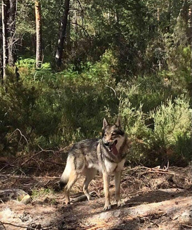 Dog Photo