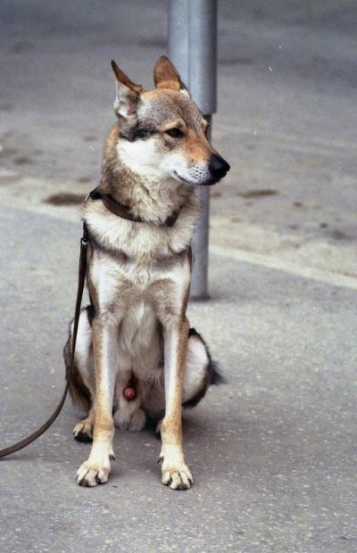 Dog Photo