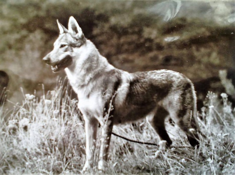 Dog Photo