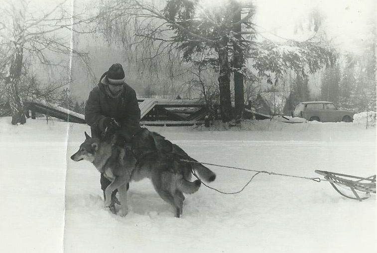 Dog Photo
