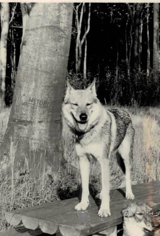 Dog Photo