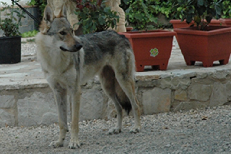 Dog Photo