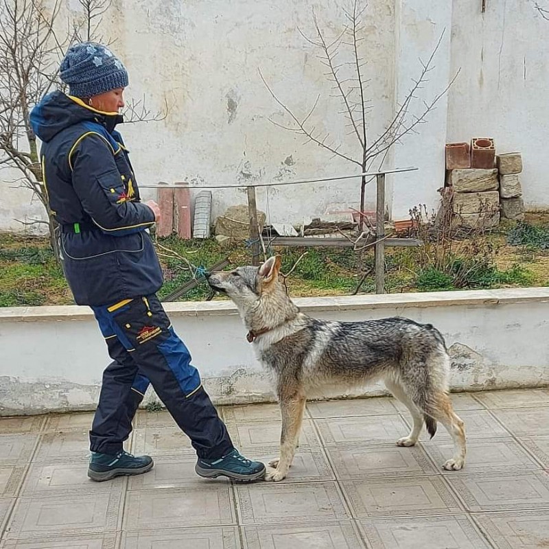 Dog Photo
