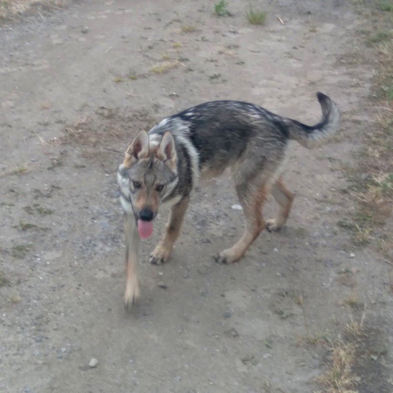 Dog Photo
