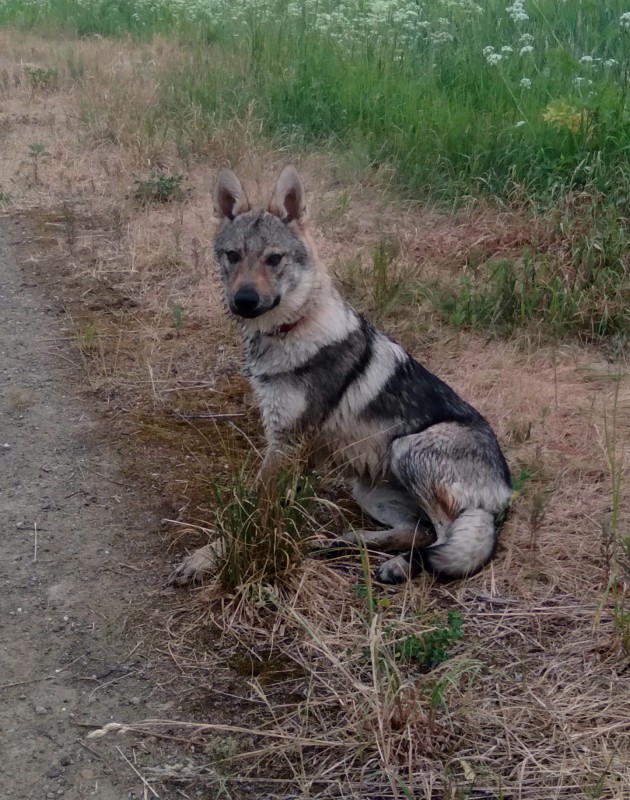 Dog Photo
