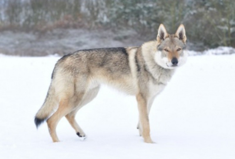 Dog Photo