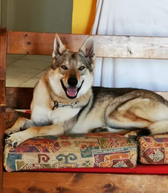 Dog Photo