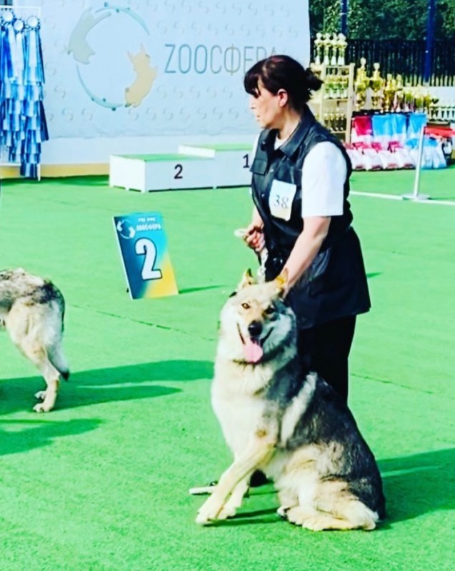 Dog Photo