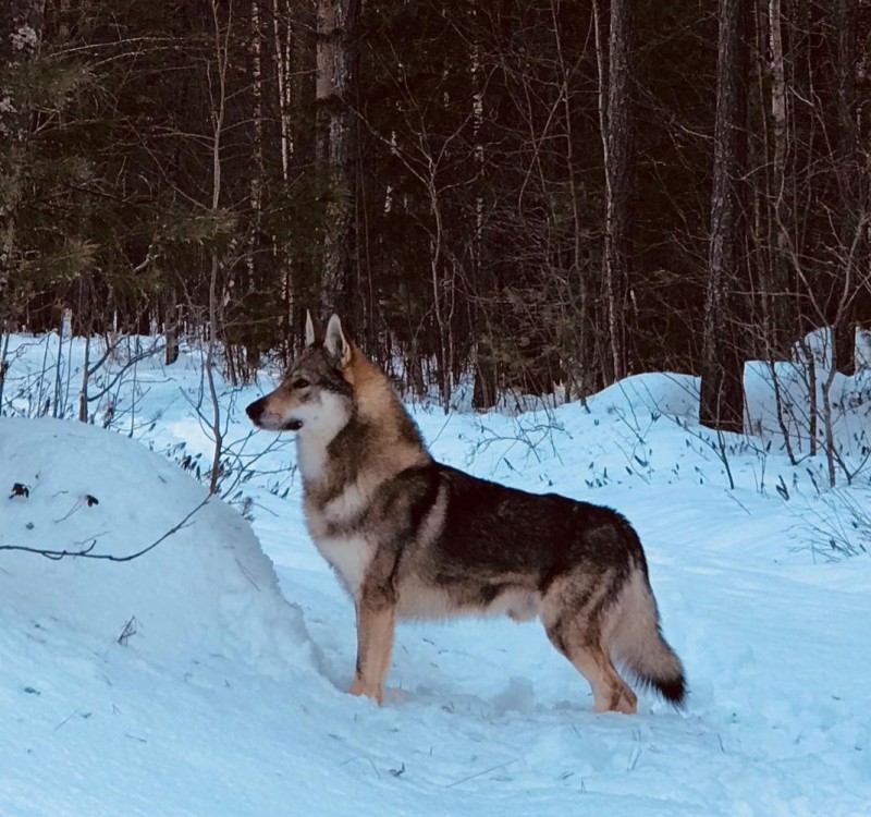Dog Photo