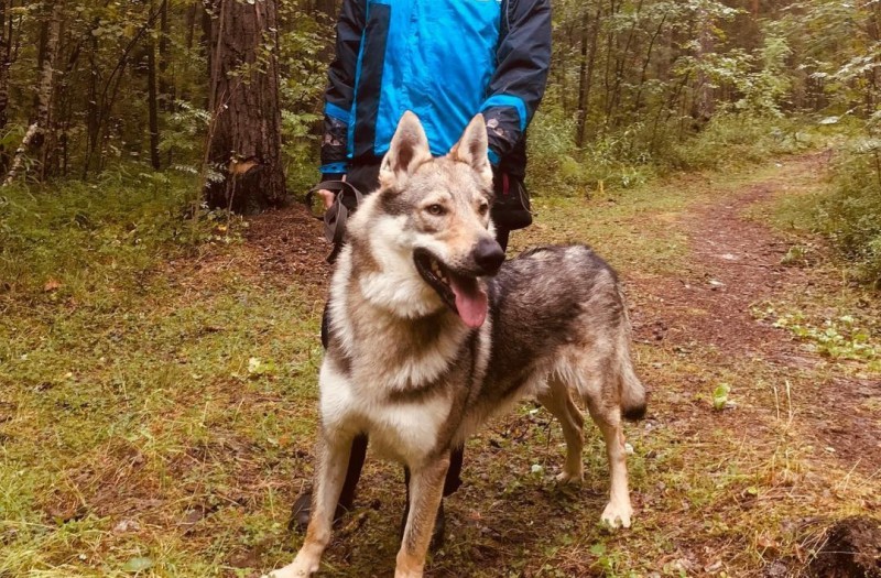 Dog Photo