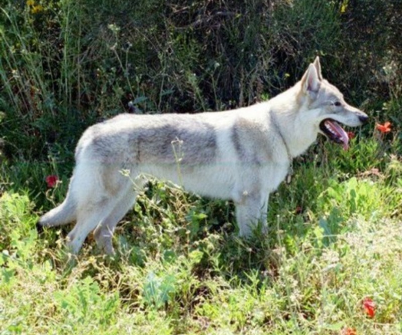 Dog Photo