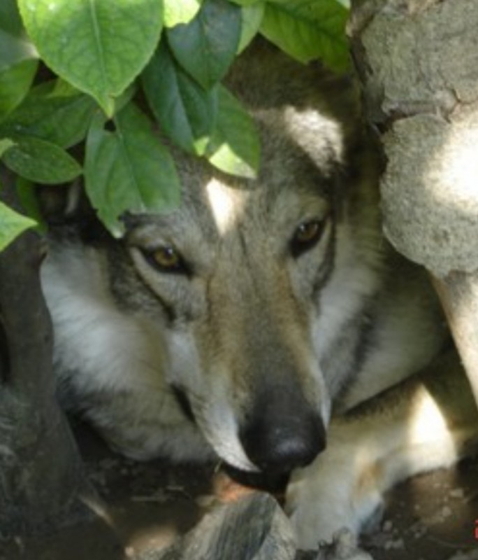 Dog Photo