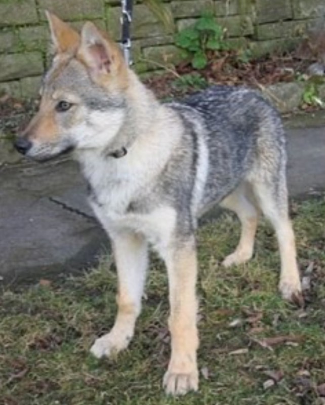 Dog Photo