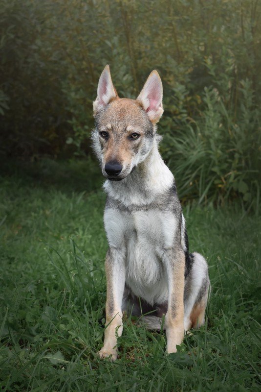 Dog Photo
