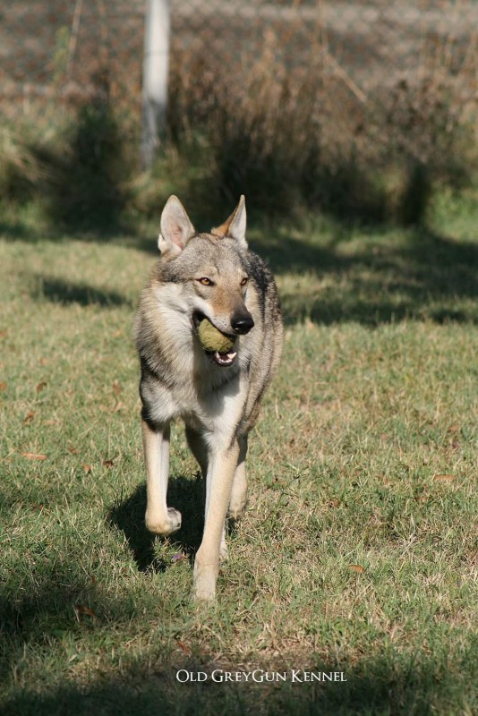 Dog Photo