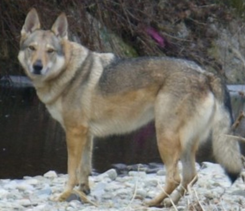 Dog Photo