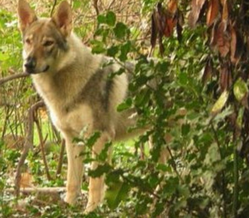 Dog Photo