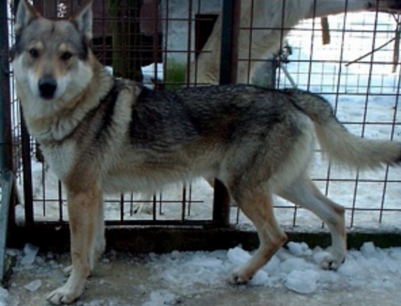 Dog Photo