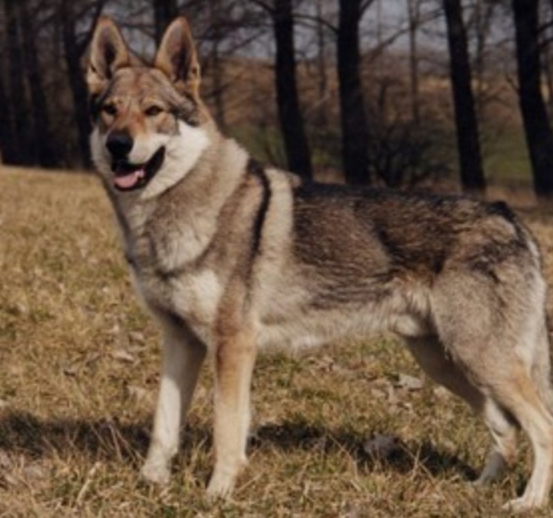 Dog Photo