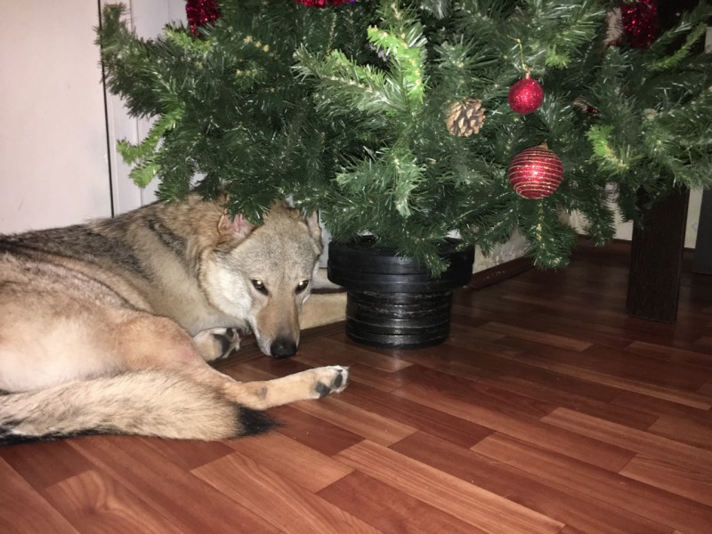 Dog Photo
