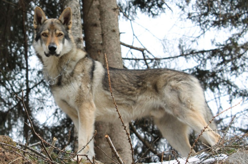 Dog Photo