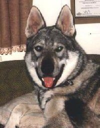 Dog Photo