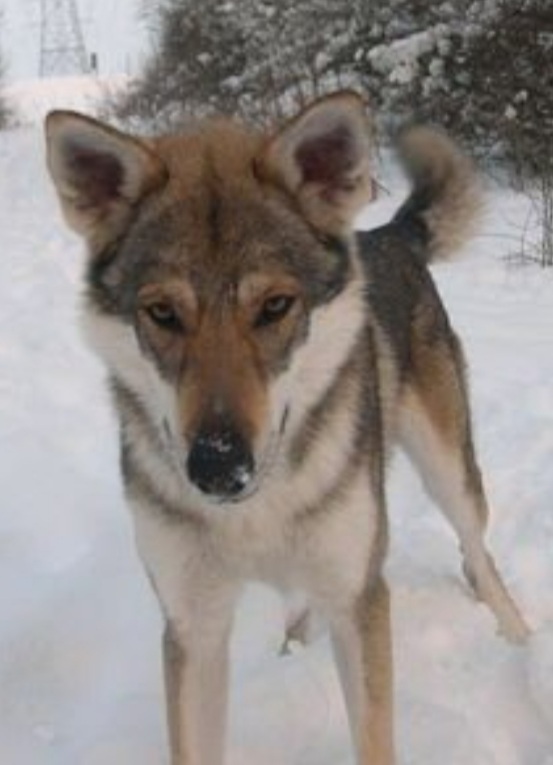 Dog Photo