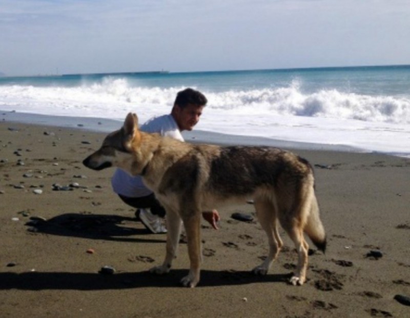 Dog Photo
