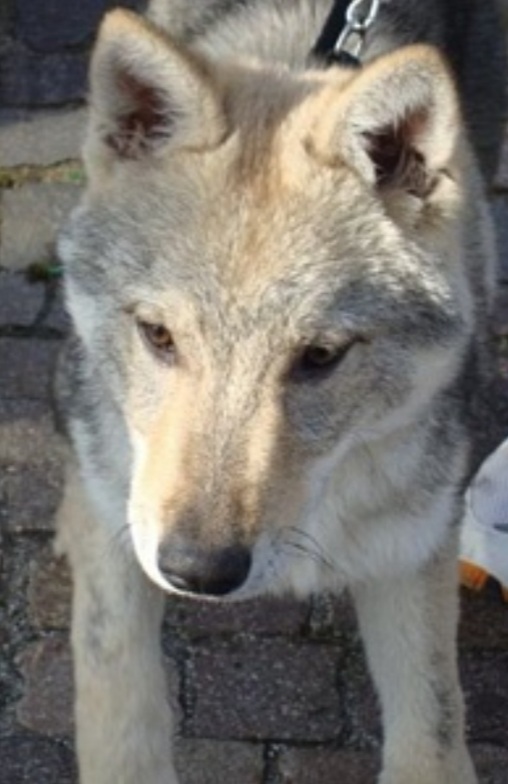 Dog Photo