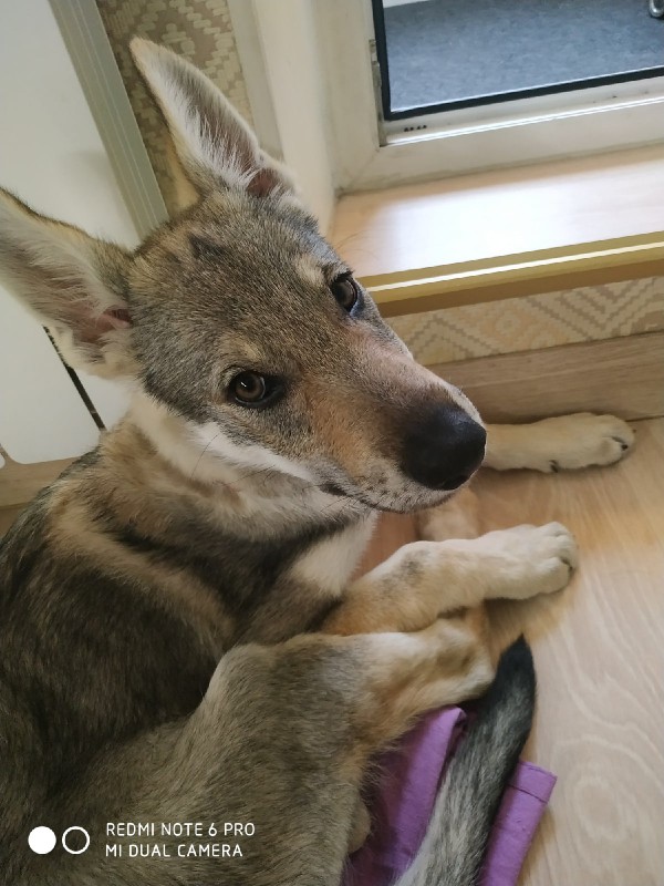 Dog Photo
