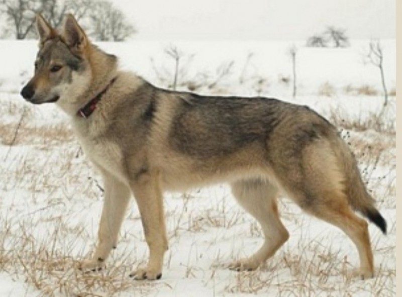 Dog Photo