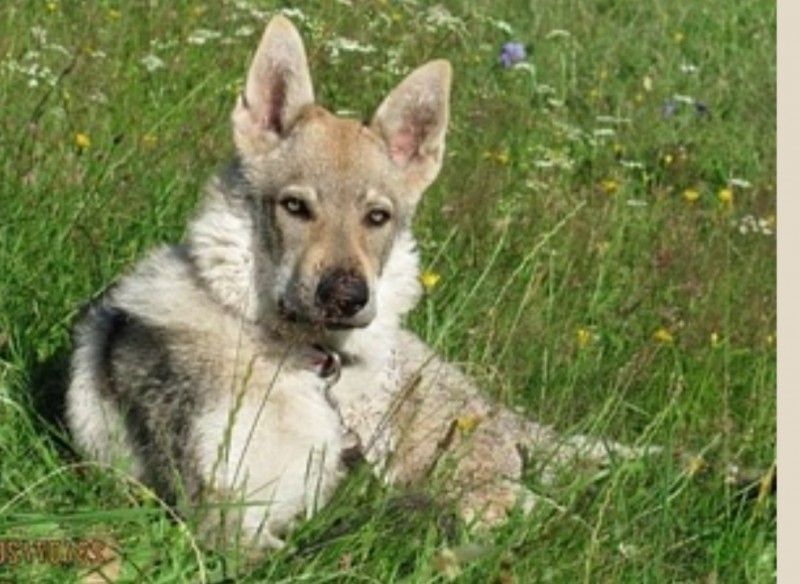 Dog Photo