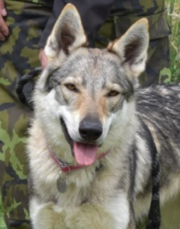 Dog Photo