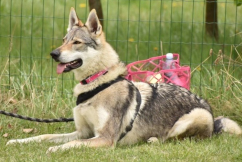 Dog Photo