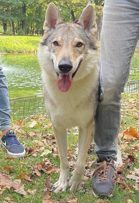 Dog Photo