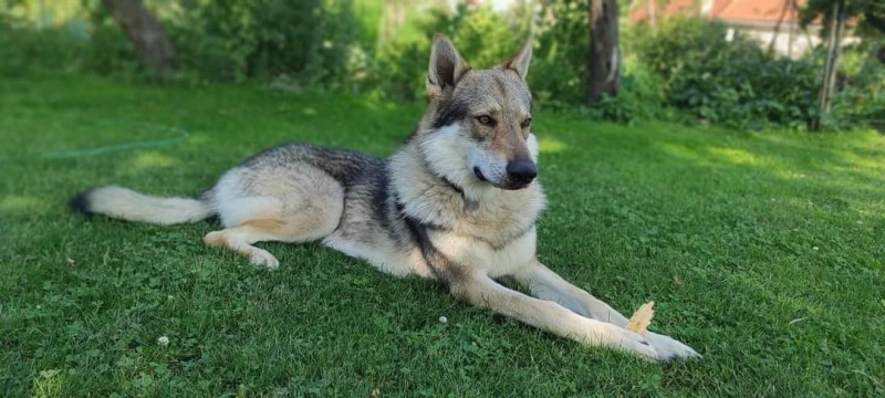 Dog Photo