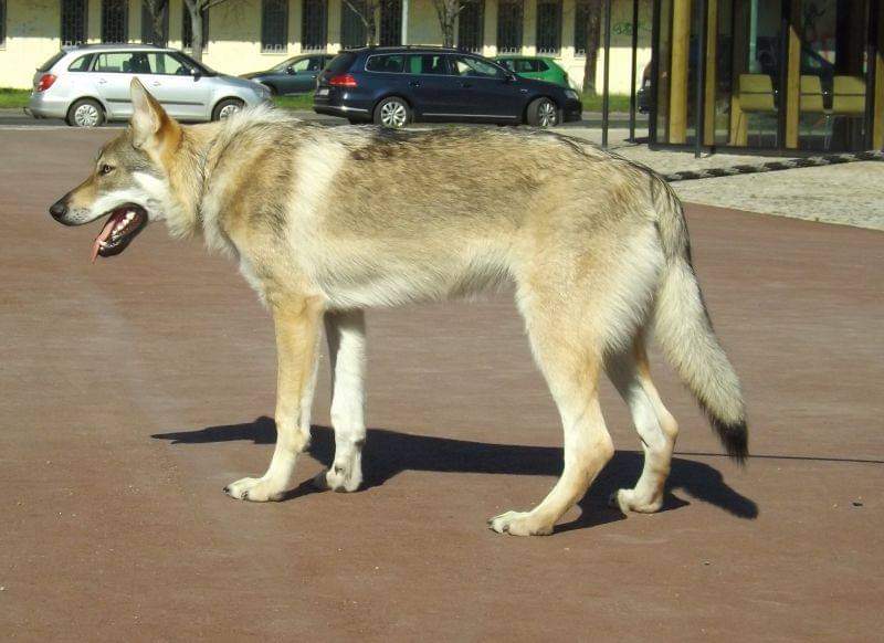 Dog Photo