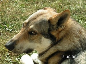 Dog Photo