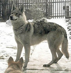 Dog Photo