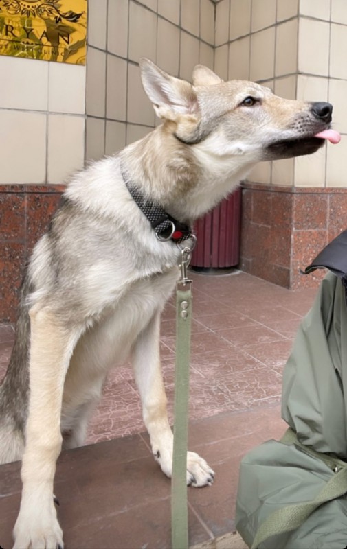 Dog Photo