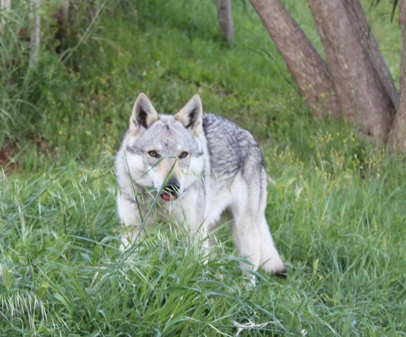 Dog Photo