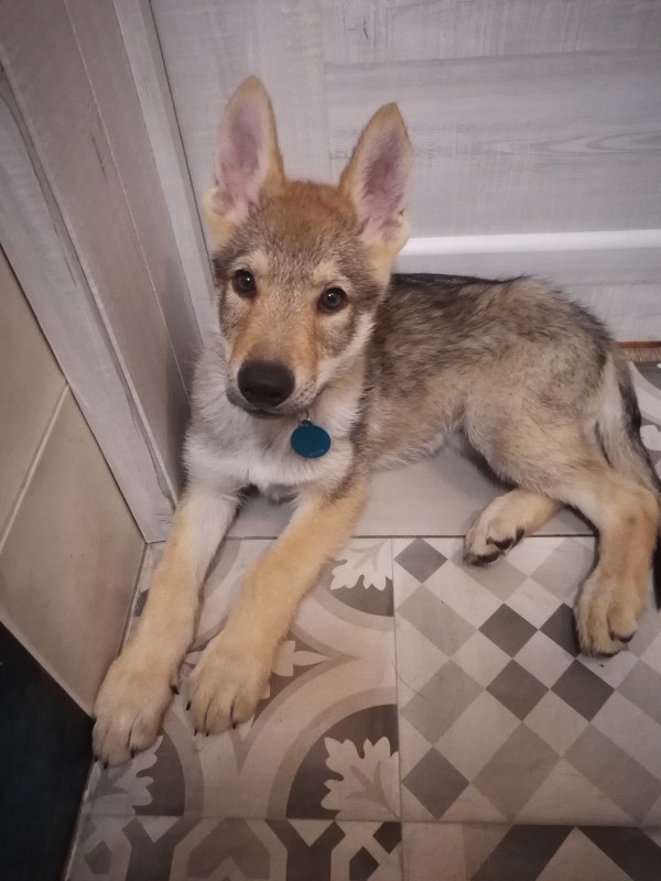Dog Photo