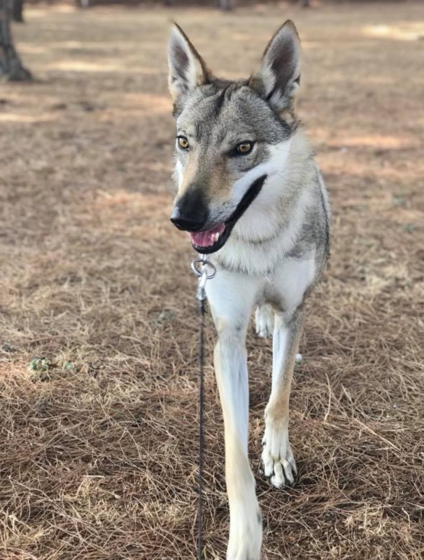 Dog Photo