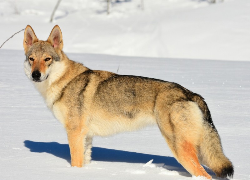 Dog Photo