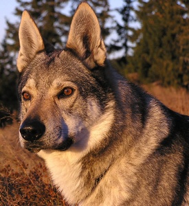 Dog Photo