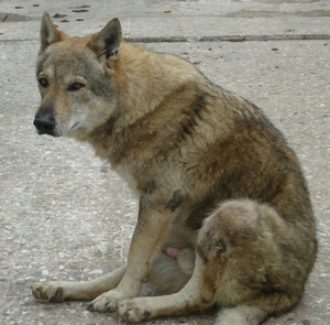 Dog Photo