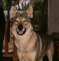 Dog Photo